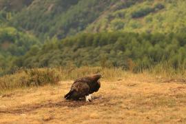 Orzeł przedni - Aquila chrysaetos - Golden Eagle