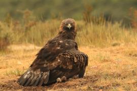 Orzeł przedni - Aquila chrysaetos - Golden Eagle