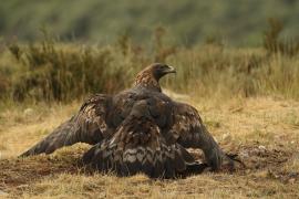 Orzeł przedni - Aquila chrysaetos - Golden Eagle