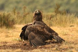 Orzeł przedni - Aquila chrysaetos - Golden Eagle