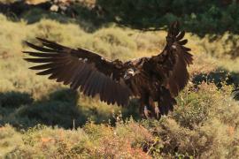 Sęp kasztanowaty - Aegypius monachus - Black Vulture
