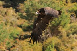 Sęp kasztanowaty - Aegypius monachus - Black Vulture