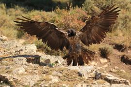 Orłosęp - Gypaetus barbatus - Bearded Vulture