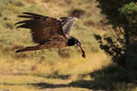 Orłosęp - Gypaetus barbatus - Bearded Vulture