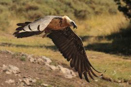 Orłosęp - Gypaetus barbatus - Bearded Vulture