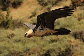 Orłosęp - Gypaetus barbatus - Bearded Vulture