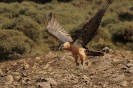Orłosęp - Gypaetus barbatus - Bearded Vulture