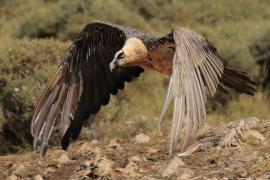 Orłosęp - Gypaetus barbatus - Bearded Vulture