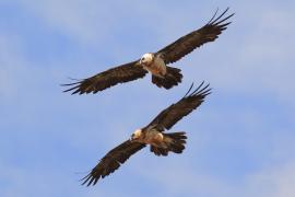 Orłosęp - Gypaetus barbatus - Bearded Vulture