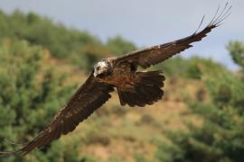 Orłosęp - Gypaetus barbatus - Bearded Vulture