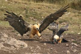 Orłosęp - Gypaetus barbatus - Bearded Vulture