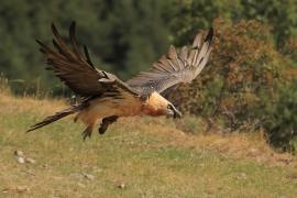 Orłosęp - Gypaetus barbatus - Bearded Vulture