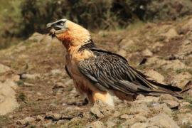 Orłosęp - Gypaetus barbatus - Bearded Vulture