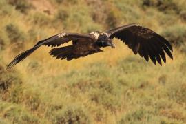 Orłosęp - Gypaetus barbatus - Bearded Vulture