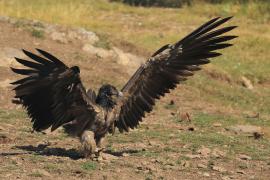 Orłosęp - Gypaetus barbatus - Bearded Vulture