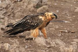 Orłosęp - Gypaetus barbatus - Bearded Vulture