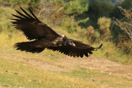 Orłosęp - Gypaetus barbatus - Bearded Vulture