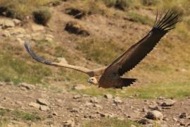 Sęp płowy - Gyps fulvus - Griffon Vulture