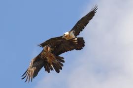 Orłosęp - Gypaetus barbatus - Bearded Vulture