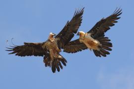 Orłosęp - Gypaetus barbatus - Bearded Vulture