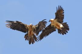 Orłosęp - Gypaetus barbatus - Bearded Vulture