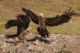 Orłosęp - Gypaetus barbatus - Bearded Vulture