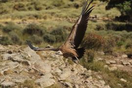 Sęp płowy - Gyps fulvus - Griffon Vulture