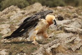 Orłosęp - Gypaetus barbatus - Bearded Vulture