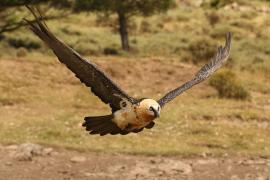 Orłosęp - Gypaetus barbatus - Bearded Vulture