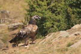 Orłosęp - Gypaetus barbatus - Bearded Vulture