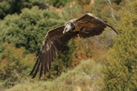 Orłosęp - Gypaetus barbatus - Bearded Vulture