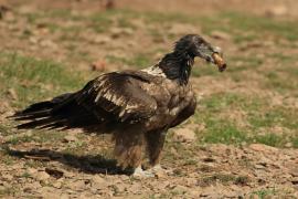 Orłosęp - Gypaetus barbatus - Bearded Vulture