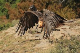 Orłosęp - Gypaetus barbatus - Bearded Vulture