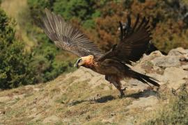 Orłosęp - Gypaetus barbatus - Bearded Vulture