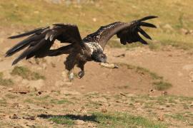 Orłosęp - Gypaetus barbatus - Bearded Vulture