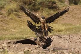 Orłosęp - Gypaetus barbatus - Bearded Vulture