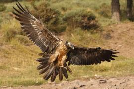 Orłosęp - Gypaetus barbatus - Bearded Vulture