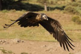 Orłosęp - Gypaetus barbatus - Bearded Vulture