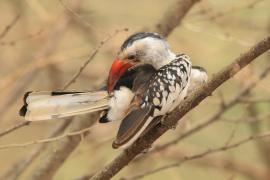 Toko białogrzbiety - Tockus erythrorhynchus - Northern Red-billed Hornbill