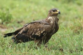 Orzeł stepowy - Aquila nipalensis - Steppe Eagle