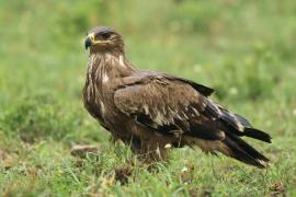 Orzeł stepowy - Aquila nipalensis - Steppe Eagle