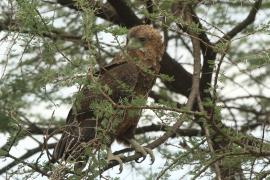 Kuglarz - Terathopius ecaudatus - Bateleur