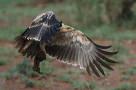 Orzeł sawannowy - Aquila rapax - Tawny Eagle