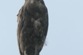 Gadożer brunatny - Circaetus cinereus - Brown Snake Eagle