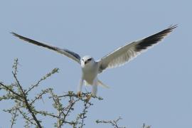 Kaniuk - Elanus caeruleus - Black-winged Kite