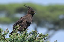 Orlik długoczuby - Lophaetus occipitalis - Long-crested Eagle