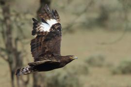 Orlik długoczuby - Lophaetus occipitalis - Long-crested Eagle