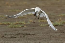 Rybitwa krótkodzioba - Gelochelidon nilotica - Gull-billed Tern