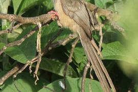 Czepiga rudawa - Colius striatus - Speckled Mousebird