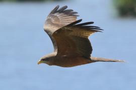 Kania egipska - Milvus migrans aegyptius - Yellow-billed Kite